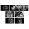 Better Office Products All Occasion Greeting Cards & Envs, 4inx6in Black & White Wild Animal Portraits, Blank Inside, 50PK 64640 - alternate 1